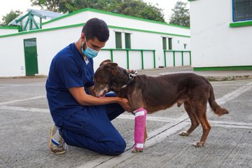 Buscan crear un “Sisbén” para mascotas que sean de hogares de escasos  recursos - La Nota Positiva