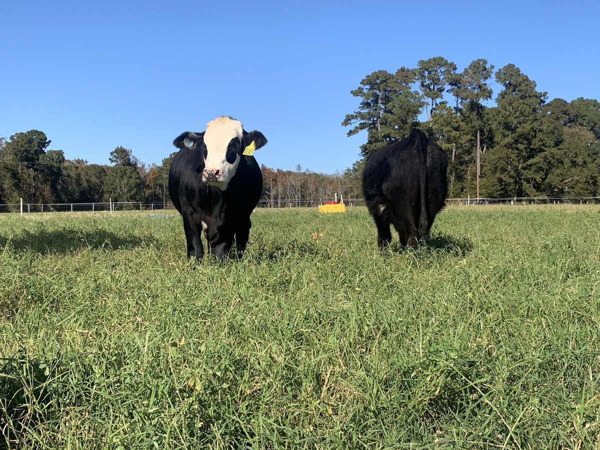 DrJJTuga's tweet photo. We had a great time hosting Awesome @UGAExtension agents at the #BetterGrazing Program today!  I can honestly say I work with some of the best people around! #UGABeef #GAForages #NiftyTifty #UGACAES https://t.co/MrLCZO4NZk