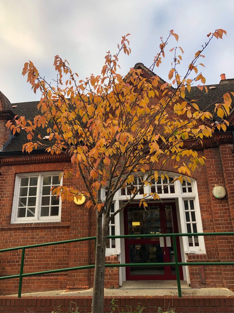 UrbanToGarden's tweet photo. Our @RedlandsPS ornamental cherry tree donated by #TreesforReading @ethicalreading is in full autumn colour. 💚

#EverybodyNeedsNature #community #RdgUK

Donate to https://t.co/GgiVWyE5ze to create more green garden space in our urban playground. https://t.co/4f72Z2bhn4
