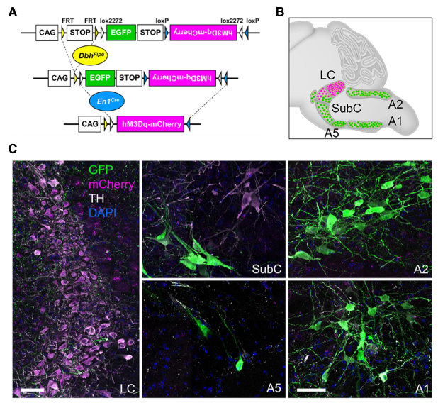 New preprint from @ShihYYI lab @camri_unc; @PJensen_Lab, @Sciolino_Lab, & the Cui lab @NIEHS, used #fMRI, #PET, and #fiberphotometry to investigate selective modulatory effect of #LocusCoeruleus #norepinephrine neurons on the #defaultmodenetwork in mice. 
biorxiv.org/content/10.110…