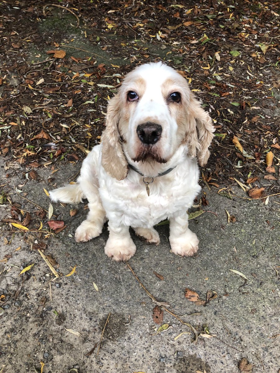 Jeff Stelling tweet media