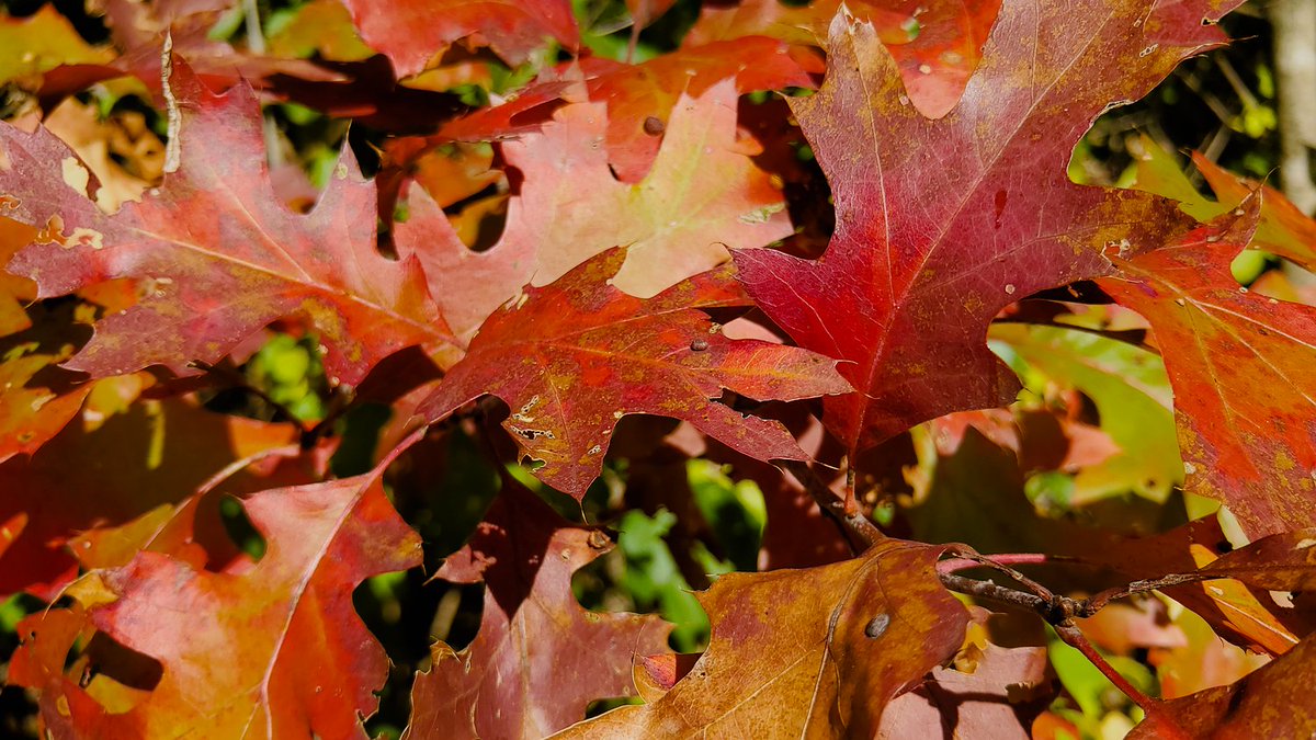 McHenryLife's tweet photo. Come along explore the Rush Creek Conservation Area in 46 photos! Missed the autumn leaves, then you're in luck...
https://t.co/NKIOgvjco3
@DiscoverMCCD
#McHenryLife #HarvardIL #McHenryCountyIL #conservationarea #parks #nature #fallcolors #autumnleaves #hiking #fishing #camping https://t.co/ICMJqehAxl