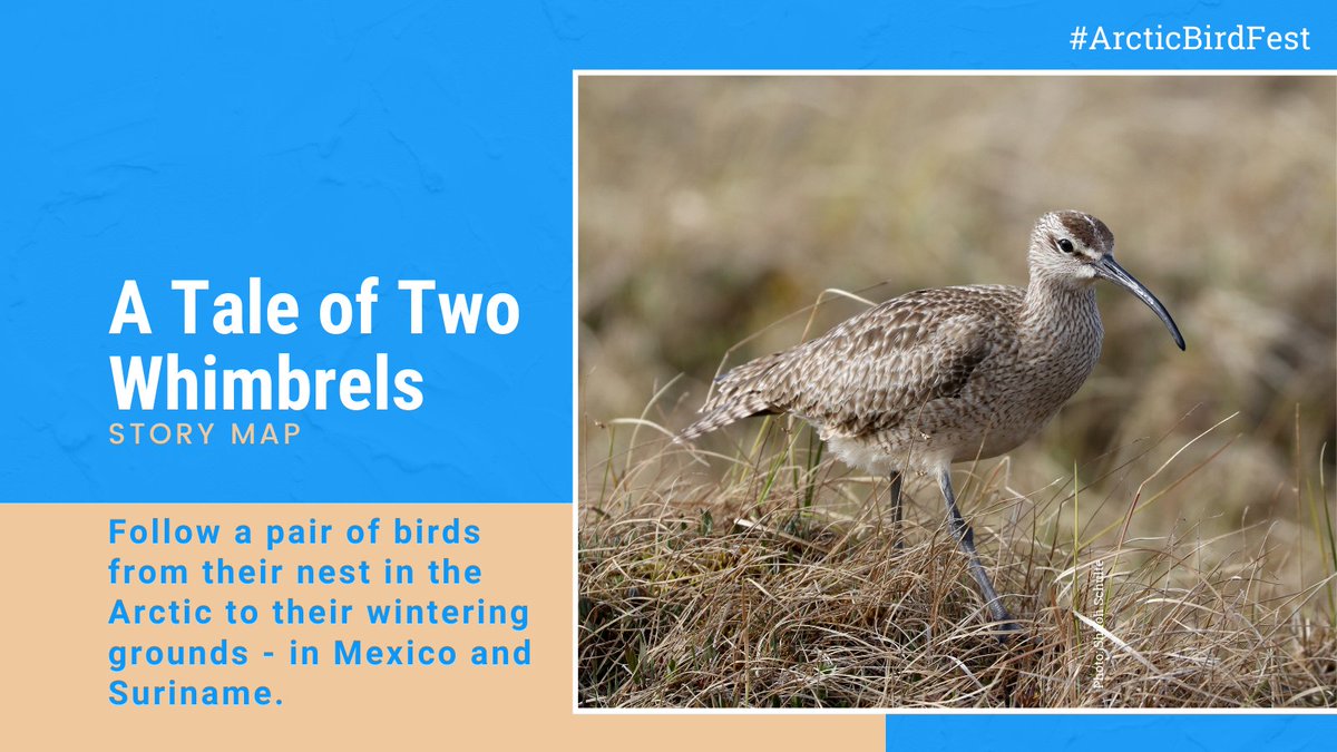 Follow the journey of two Whimbrels that travel from their nest in the Arctic to their wintering grounds in Mexico and Suriname in this story map: storymaps.arcgis.com/stories/f2e834… #Shorebirds #ArcticBirdFest <a href="/AudubonAlaska1/">Audubon Alaska</a> <a href="/USFWSAlaska/">USFWS Alaska</a> <a href="/ManometCenter/">Manomet Conservation Sciences</a>