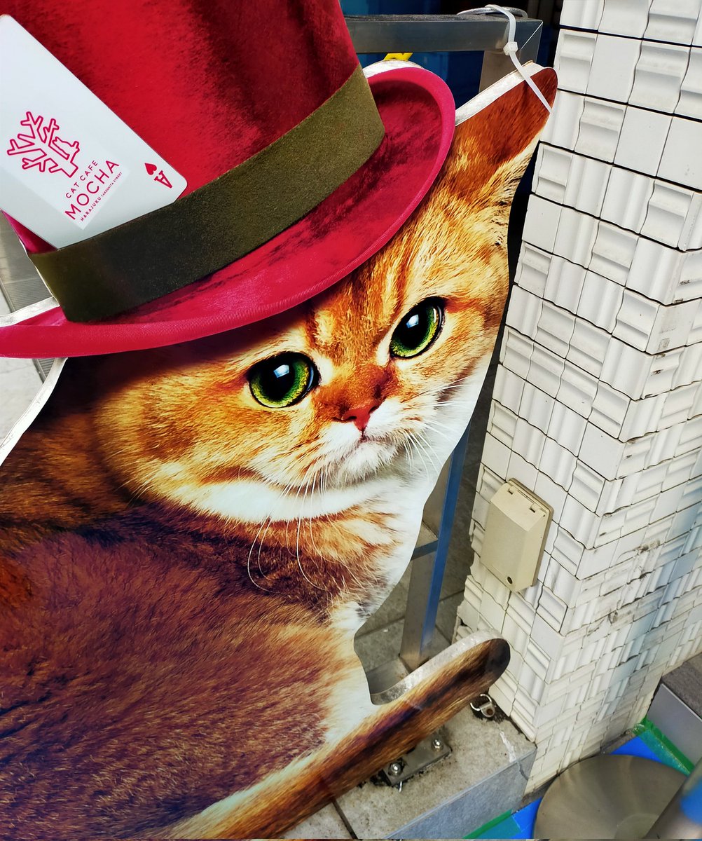 原宿竹下通りで閉店とビル解体がつづいています この子達と朝会うのも終わりが近い 原宿 竹下通り 猫カフェ 21 11 18 神楽坂ねこの郵便局というなまえのお店 原宿竹下通りで閉店とビル解体がつづいています この子達と朝会うのも終わりが近い 原宿 竹下通り 猫カフェ 21 11 18 神楽坂ねこの郵便局というなまえのお店