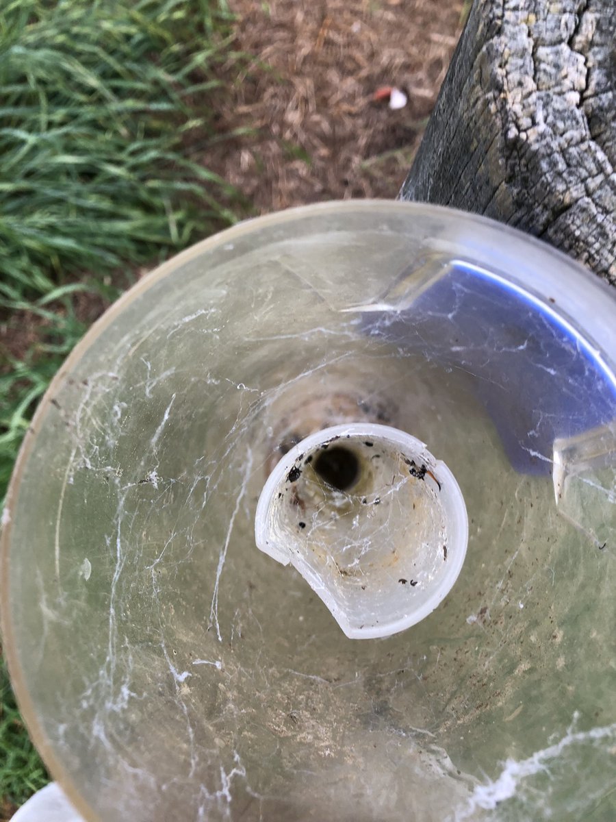 Not often the spider gets to build a mansion in here at harvest, I have a feeling Murphy is about to kick her out