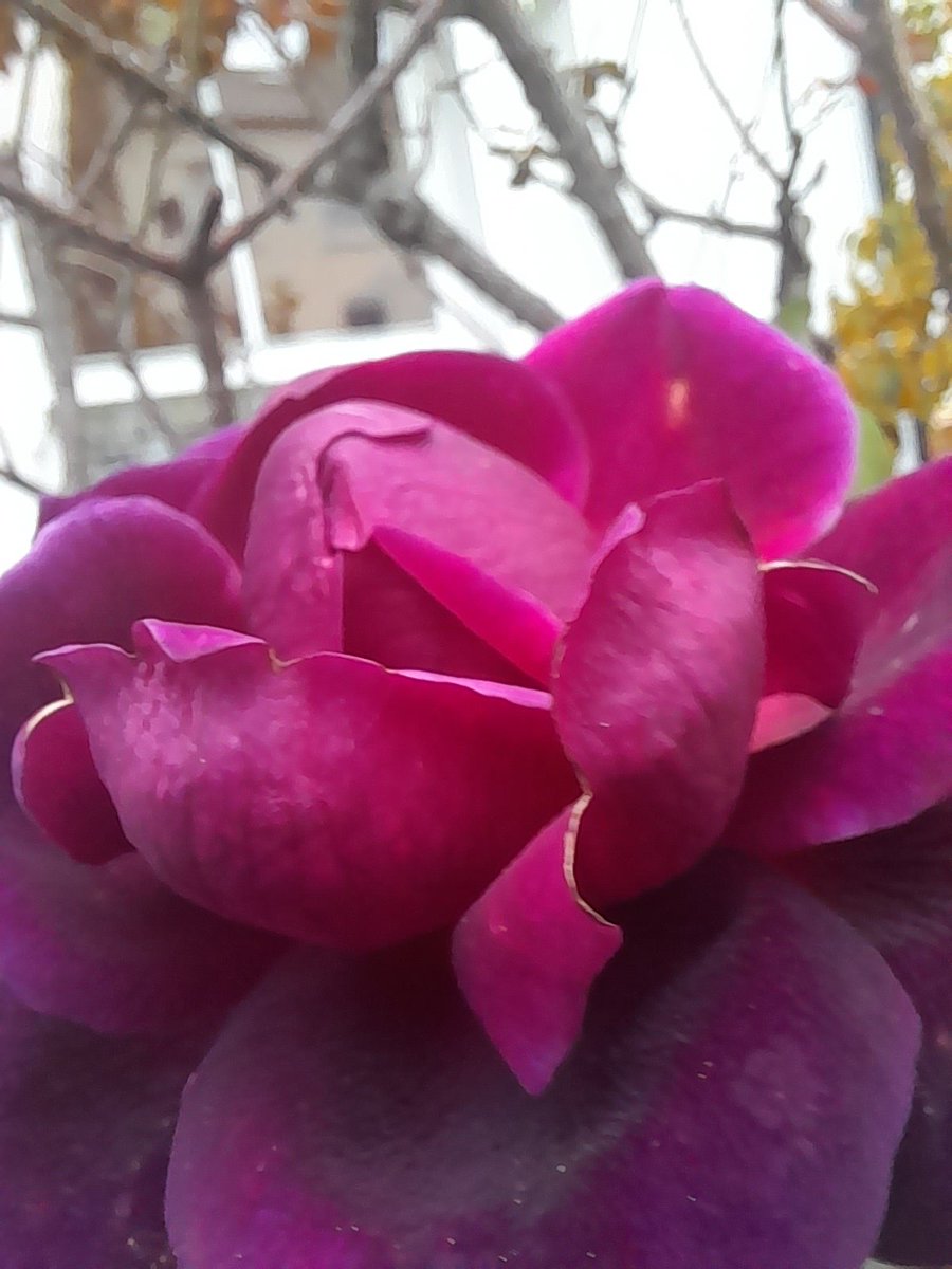 Cecilia DF 🇺🇦 🇮🇹🇬🇧🇩🇪🇪🇺 tweet media