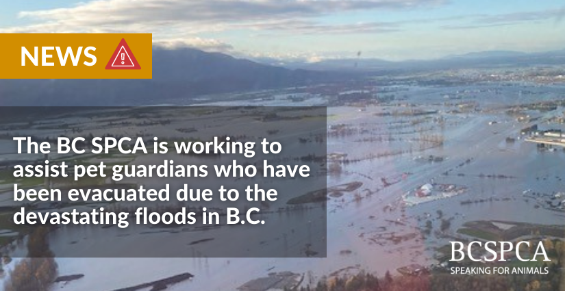 #BCSPCANEWS: We are working to assist pet guardians who have been evacuated due to the devastating floods in BC. Read more &amp; learn how you can help: bit.ly/3cl58KH <a href="/TeckResources/">Teck Resources</a> has generously stepped forward to match all donations up to $50,000! #bcspca