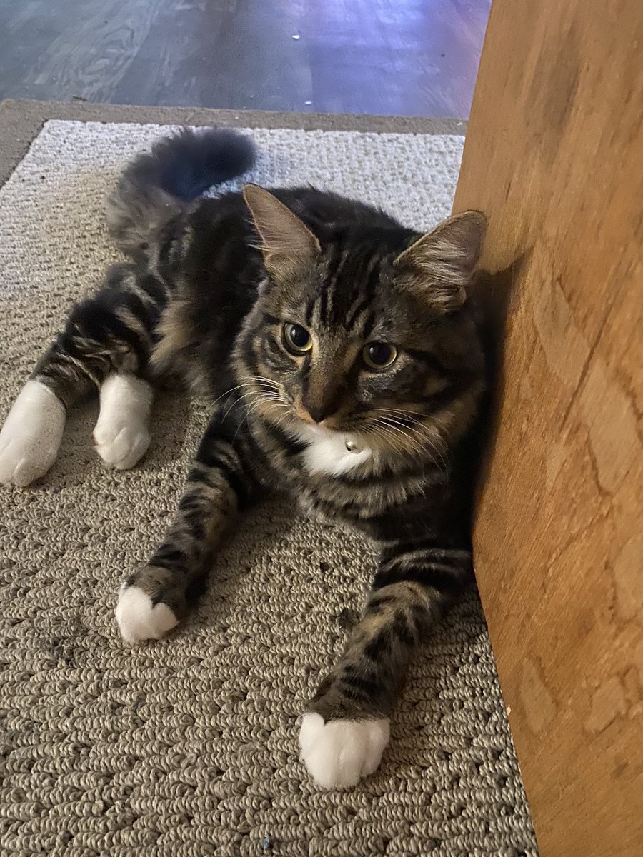 Bigdave1001's tweet photo. No more cone!!!  The new “fixed” Tango!  What do you think? #CatsOfTwitter https://t.co/nTlZ7aOTSr