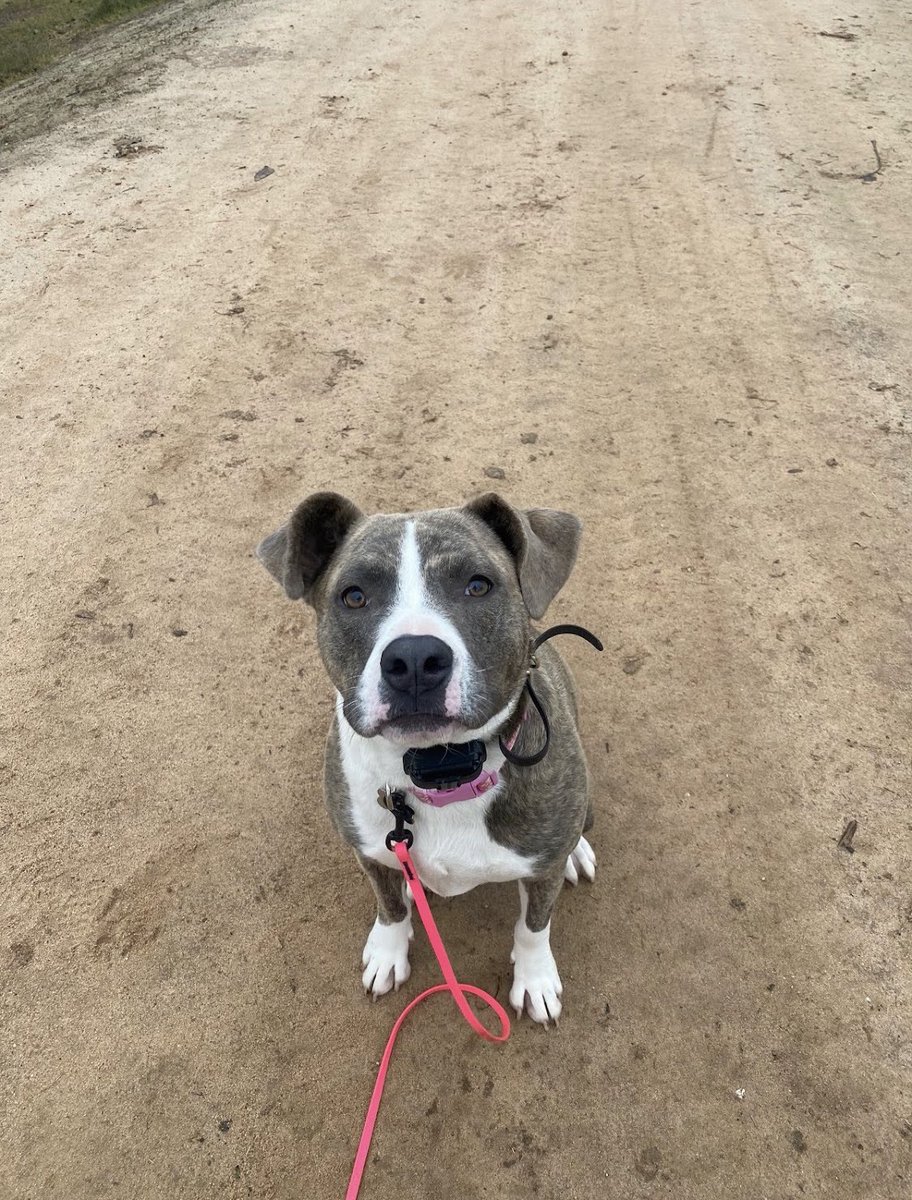 raaaaacheel's tweet photo. I’m so excited I get Remmy back this weekend, I missed her soooo much 🥺 https://t.co/W8SucPZfEL