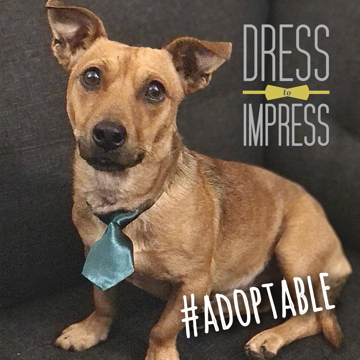 Adoptable Scooby Doo is dressed to impress his future forever family.  Please share his availability or fill out an application if you’re interested in making her a part of your home. #petconnectrescue #adoptable #adoptdontshop