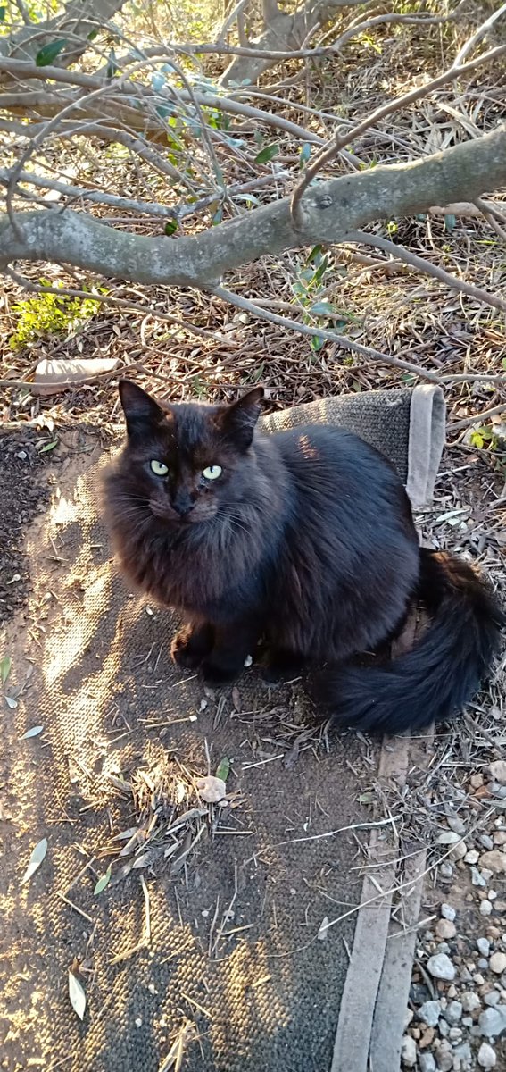 CMalugats's tweet photo. 🗣️📣A comeeeeeer 🐈🐈🐈🐈

#malugats #coloniasfelinas #vilanovailageltru #coloniadegatos https://t.co/Xbs6JjL9d8