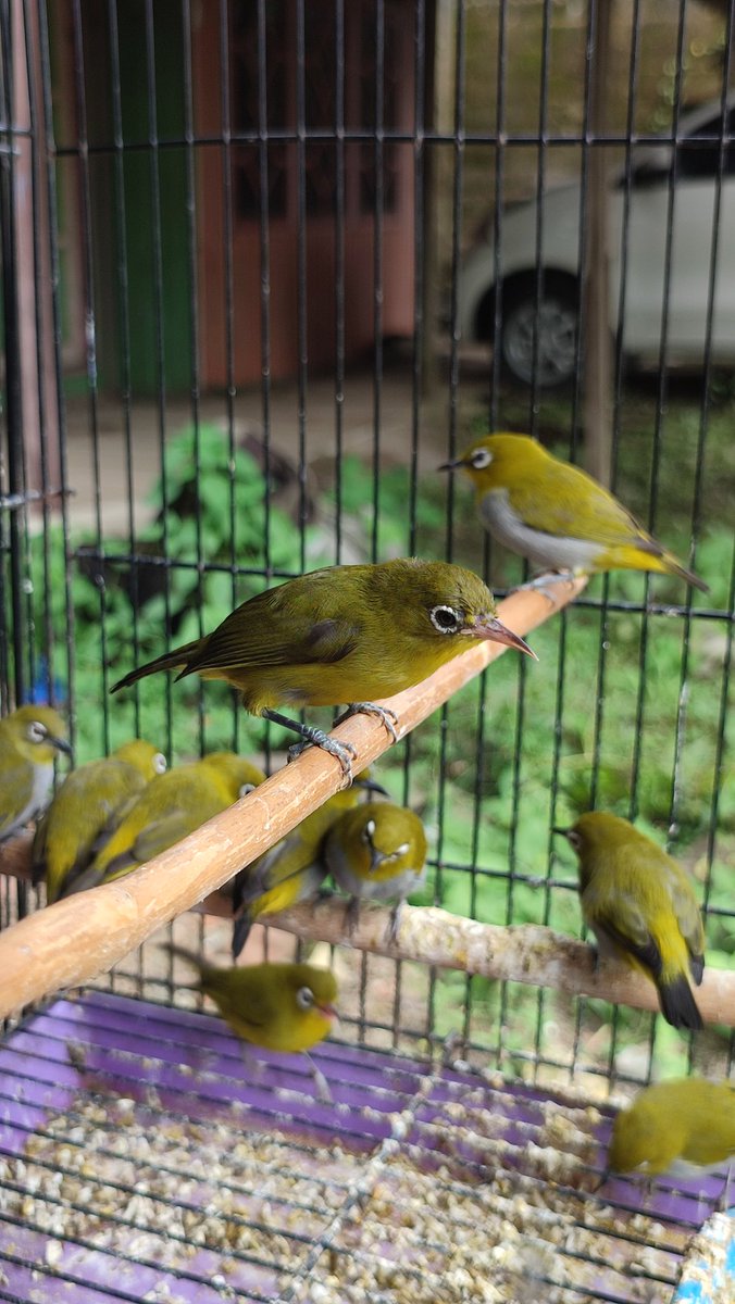 CrazyBirdGuy14's tweet image. It's depressing to see 2(+1) undescribed taxa from Meratus being trafficked when you failed to see them in the wild 🥲

1. Meratus White-eye (Zosterops sp nova)
2. Meratus Jungle Flycatcher (Cyornis sp nova)
3. Chestnut-hooded Laughingthrush (Garrulax treachery sp nova)