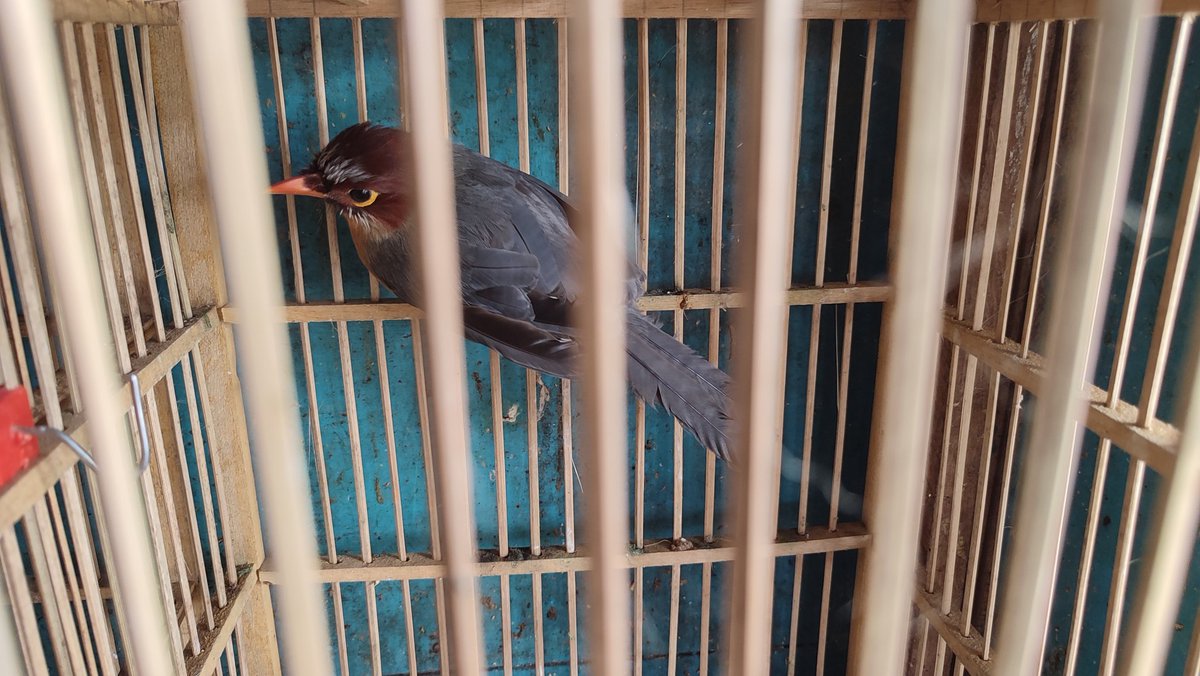 CrazyBirdGuy14's tweet image. It's depressing to see 2(+1) undescribed taxa from Meratus being trafficked when you failed to see them in the wild 🥲

1. Meratus White-eye (Zosterops sp nova)
2. Meratus Jungle Flycatcher (Cyornis sp nova)
3. Chestnut-hooded Laughingthrush (Garrulax treachery sp nova)