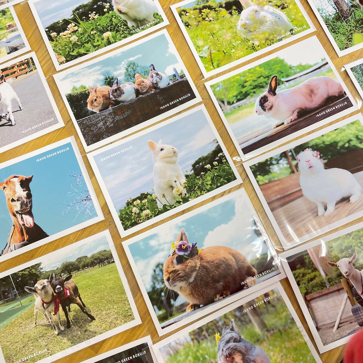 ポストカード 新作25種類🥰 販売中です！ 今回の新作はうさぎさんが