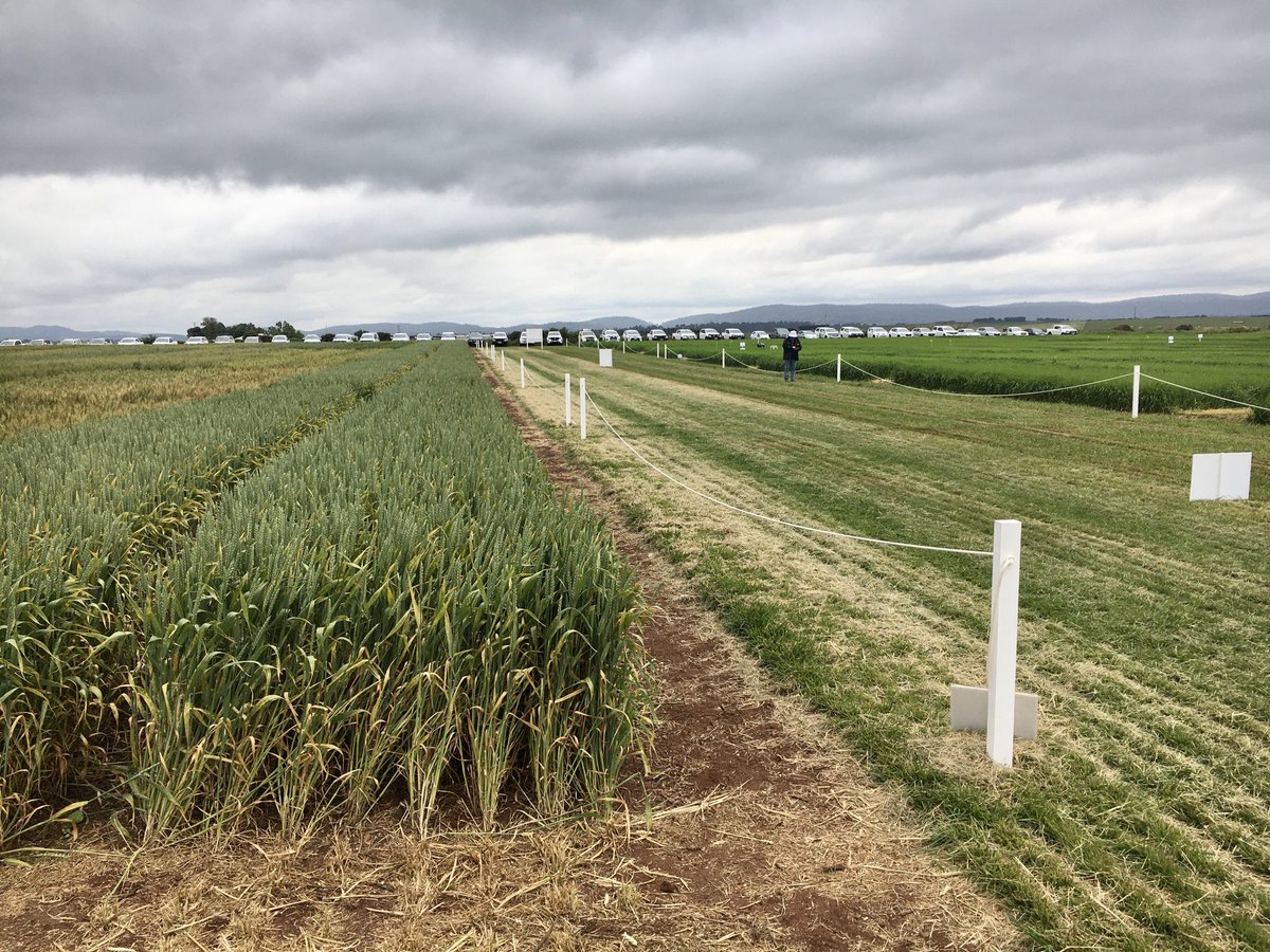 Hyper yielding cereals field day underway. Now an Australian wide project. But Tas still has the edge for a magnificent trials site and yield potential ⁦<a href="/far_australia/">FAR Australia</a>⁩ ⁦@SfsNaomi⁩