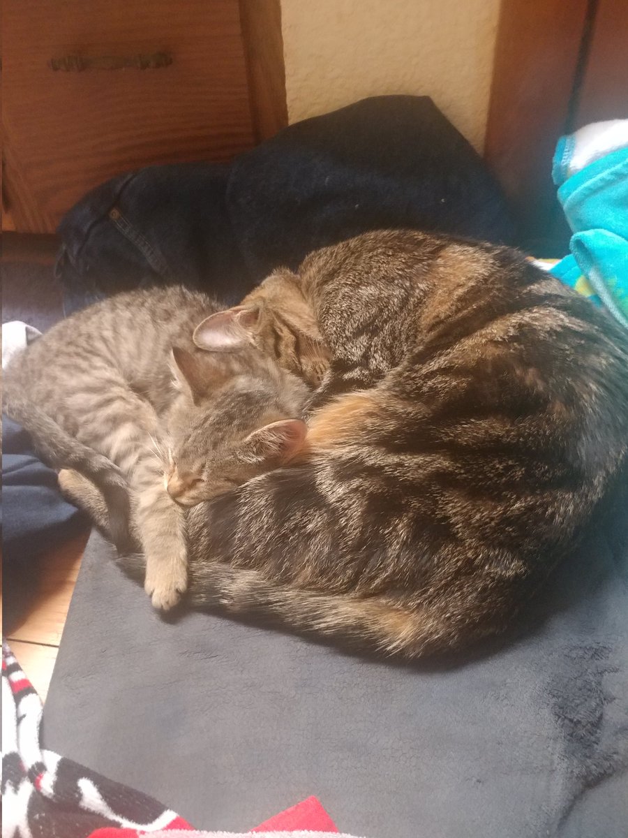 darkmagicans08's tweet photo. @kapebeansies This is my cat Nora and eevee can you plz do a doddle of them https://t.co/1vRsBje87K