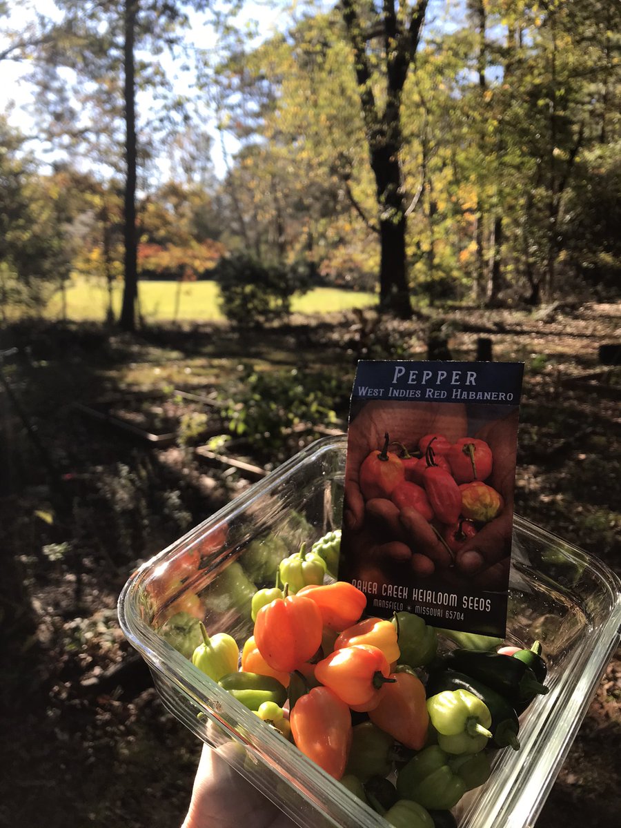 GardenGalGA's tweet photo. Final Habaneros... sigh. 1st time growing #WestIndiesHabaneros from @rareseeds Harvested Fri expecting 1st frost, but just 33 &amp; plants fine. Made vegetarian poppers &amp; WOW! Spicy &amp; sweet &amp; delightful. Did a little happy, spicy dance while eating! #capsicum #organicgarden #GAgarden https://t.co/lh0a4uKOP2