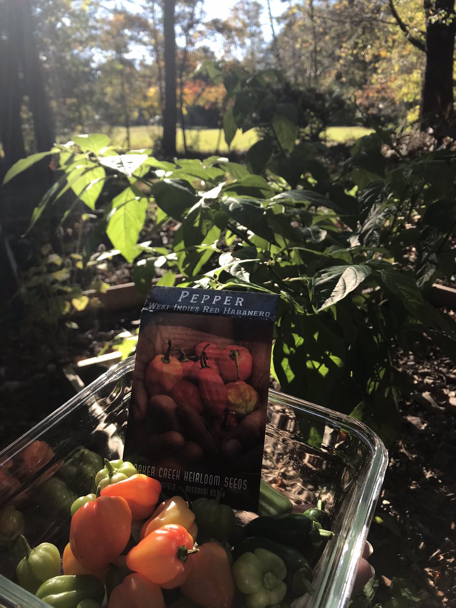 GardenGalGA's tweet photo. Final Habaneros... sigh. 1st time growing #WestIndiesHabaneros from @rareseeds Harvested Fri expecting 1st frost, but just 33 &amp; plants fine. Made vegetarian poppers &amp; WOW! Spicy &amp; sweet &amp; delightful. Did a little happy, spicy dance while eating! #capsicum #organicgarden #GAgarden https://t.co/lh0a4uKOP2