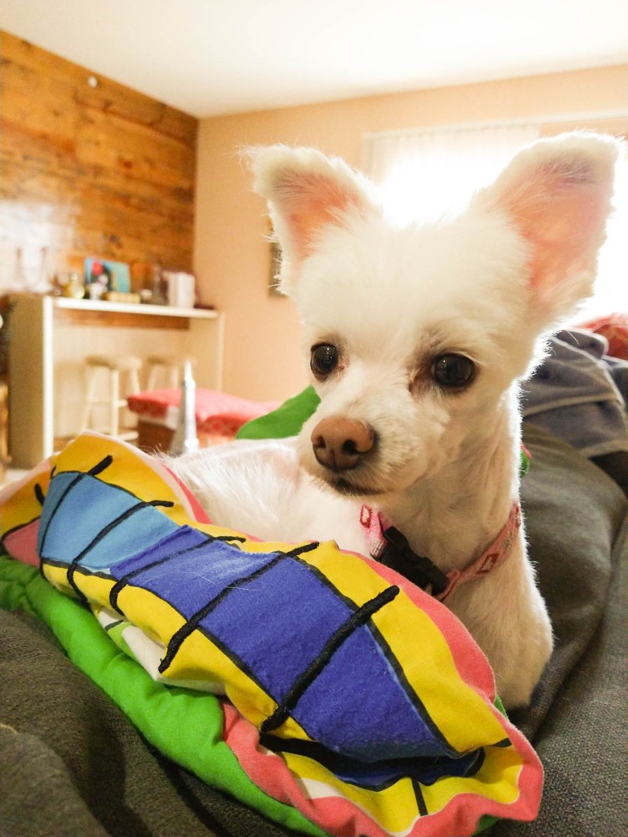 Good night!

#Dog #DogLovers #Pet