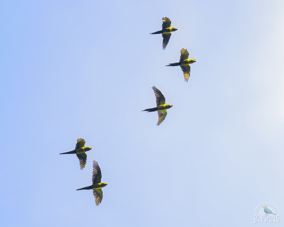 #AvesDeAltaMontaña

Con ustedes una bandada de Loros Orejiamarillos.

Contamos al menos unos 30-40 ejemplares y para el grupo fue emocionante oírlos y verlos.

Tomada el sábado pasado en el marco de las salidas de campo de la #FeriaDeAves de Sudamérica.