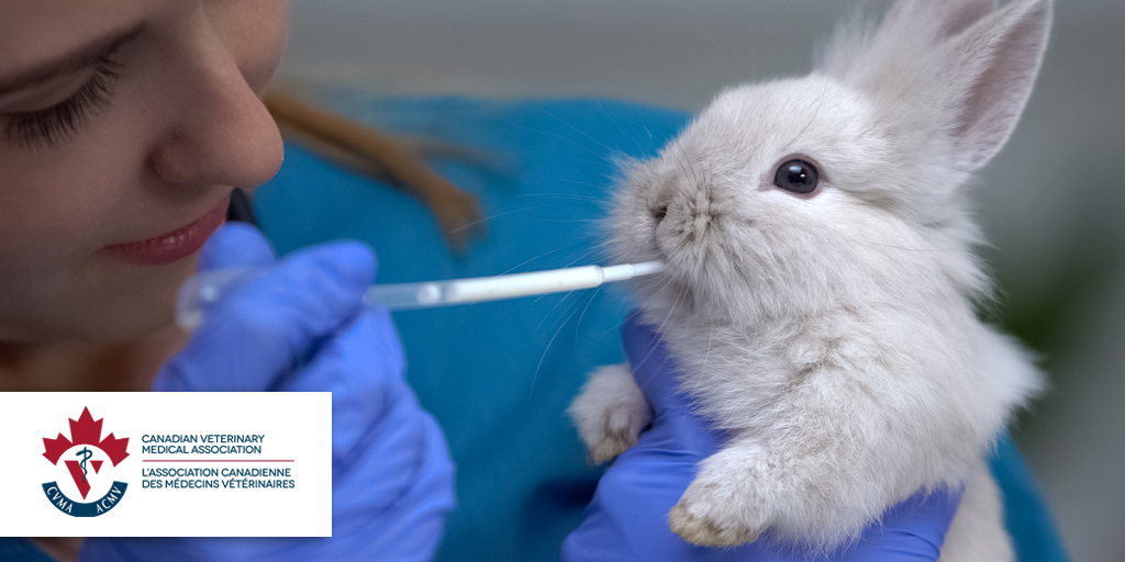 Sask Vets tweet media