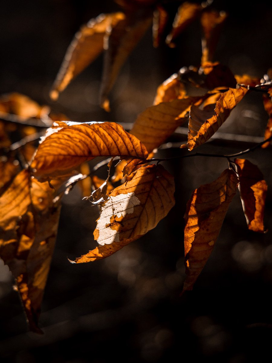 AJ_Cope's tweet photo. Moody fall vibes https://t.co/eMF5lsIlmJ