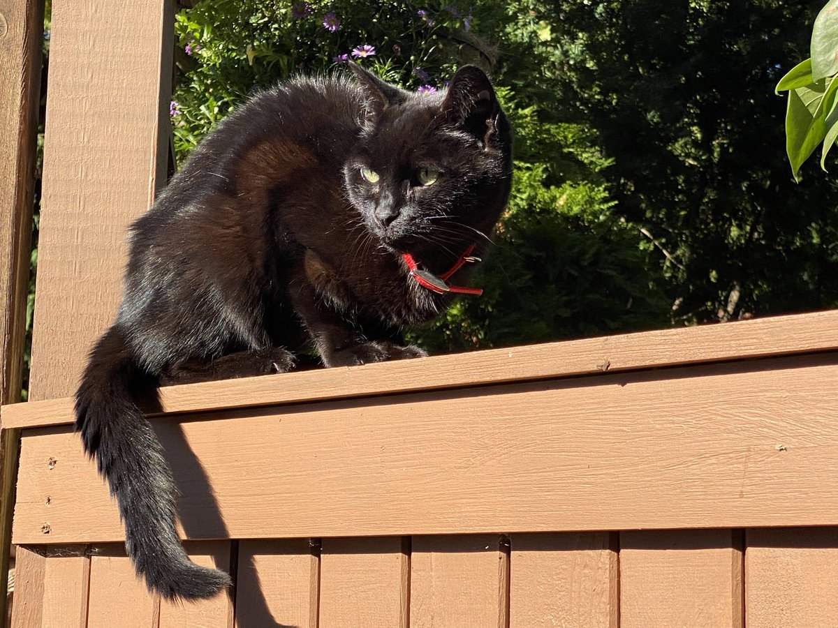 ginnymeltzer's tweet photo. @girlsreallyrule Black Velvet is a senior citizen at age 19-1/2. https://t.co/oaPsmNSq0y