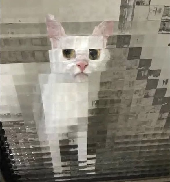 WholesomeMeme's tweet photo. https://t.co/Xlfpa3CaMl