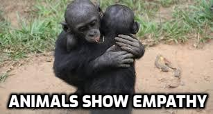 Empathy is the ability to understand and share the feelings of another be they Humans or other Species

Animals show empathy to each other