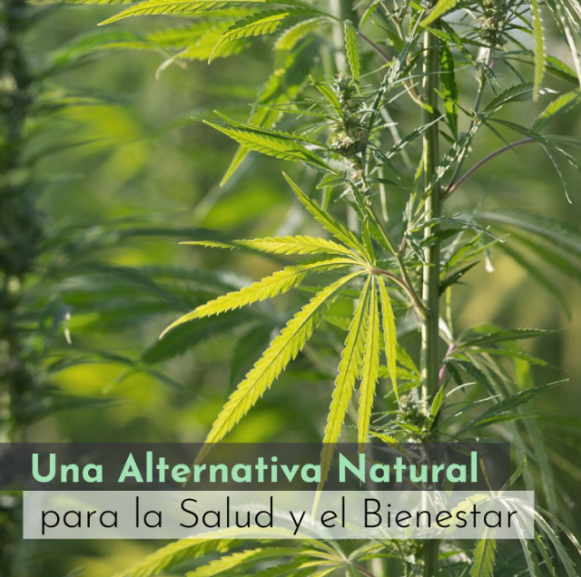Ozzyalec's tweet photo. El CBD se está convirtiendo rápidamente en un suplemento básico para quienes buscan una alternativa más #natural para la #salud y el #bienestar. Pon tu calidad de vida en primer lugar y consulta nuestra amplia gama de productos de #CBD de primera calidad.
https://t.co/UvQBm4rQ6X https://t.co/NVbSEQpvJn