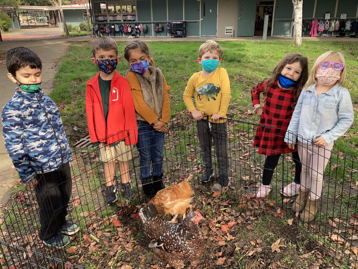 JadeUrenda's tweet photo. We all know that a baby chicken is called a chick but did you know that a baby turkey is called a poult? 

We’ve had a great week in TK learning about our feathered friends. 🦃🐓

@jseroadrunners #urendasunicorns https://t.co/mvvBWf3Mg4