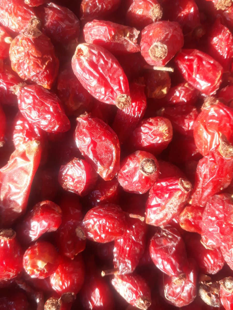 yasamyolukoop's tweet image. Göktepe&apos;nin dağlarından Toroslardan, topladığımız kuşburnu. 
Bu haftadan itibaren Beşiktaş Ulus&apos;ta ve Kadıköy Tarihi Salı Pazarında ki tezgahlarımızdan temin edebilirsiniz. 

#kuşburnu #kuşburnuçayı #salud #yasamyolukoop