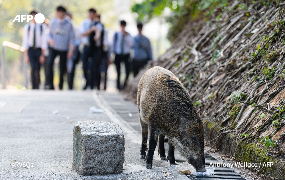 AFP News Agency tweet media