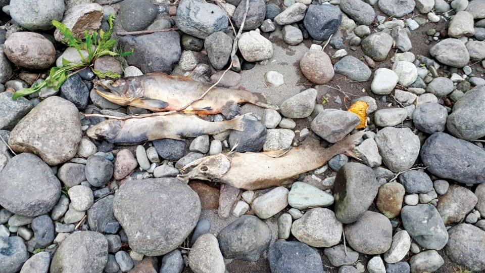 (2/2) Salmon are a keystone species on the #BC Coast. They are a nutrient source for the animals and plants in the area. 

If the salmon populations are impacted the whole ecosystem will be impacted

Photo from Chessy Knight, President of <a href="/SquamishWaters/">Squamish River Watershed Society</a>