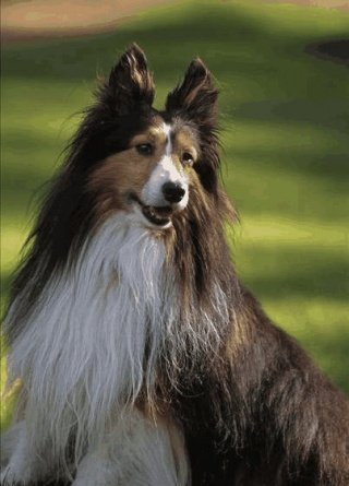 北風on Twitter 喜乐蒂牧羊犬 拉丁学名 Shetlandsheepdog 原产苏格兰 在古代的时候 喜乐蒂牧羊犬是非常好的牧羊犬 耐寒 体力好 视野宽阔 忠实 聪明 可靠 使用范围非常广 T Co Huy2jxae 喜乐蒂牧羊犬 北風on Twitter 喜乐蒂牧羊犬 拉丁学名 Shetlandsheepdog 原产苏格兰 在古代的时候 喜乐蒂牧羊犬是非常好的牧羊犬 耐寒 体力好 视野宽阔 忠实 聪明 可靠 使用范围非常广 T Co Huy2jxae 喜乐蒂牧羊犬