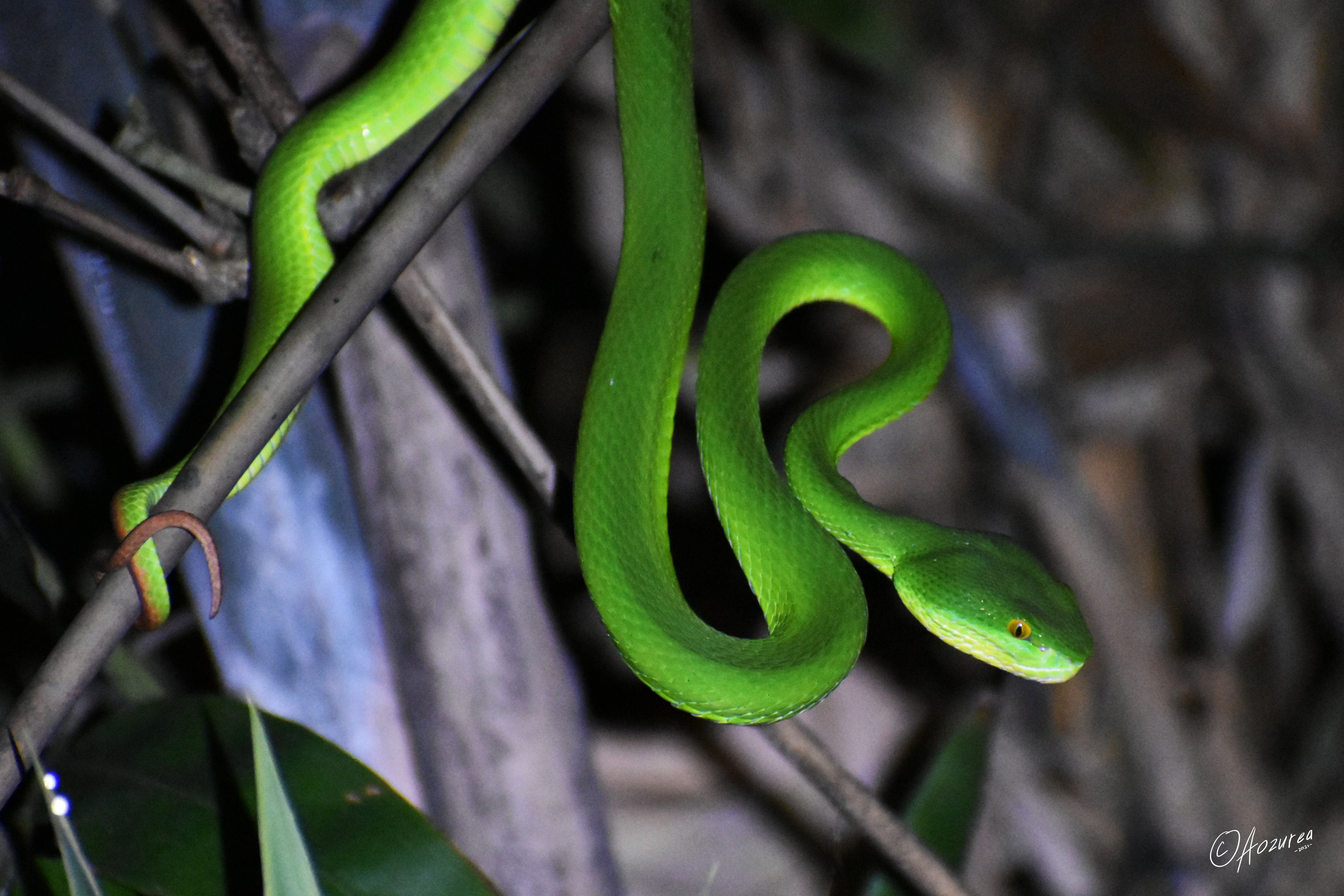 Ao on Twitter: "Viper hijau emg bahaya. 2 ular hijau lainnya yang ga