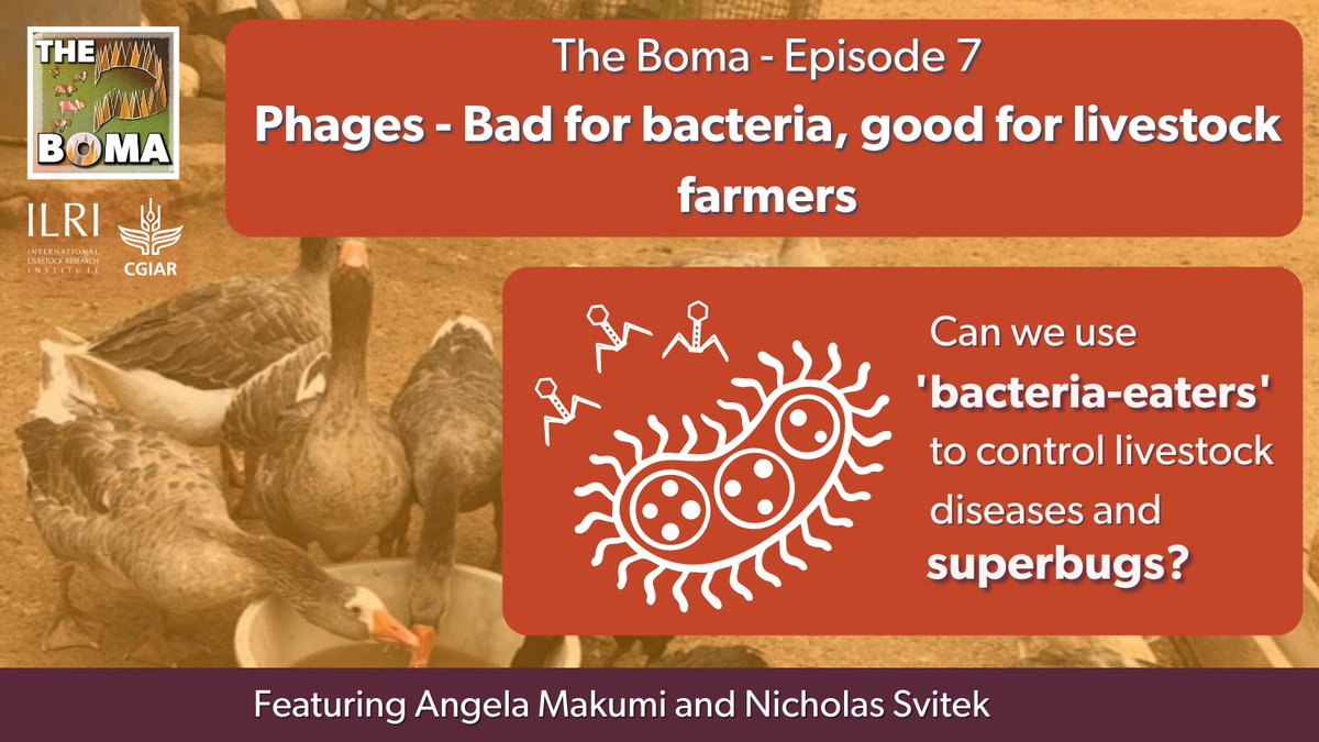 ILRI.org (@ilri) on Twitter photo Every year, over 700,000 people die from #antimicrobialresistant 'superbugs'. Listen to The Boma #podcast to learn how ILRI's <a href="/NicholasSvitek/">Nicholas Svitek</a> and <a href="/AngelaMakumi/">Angela Makumi</a> are experimenting with #phages to tackle this growing problem.
Listen here: ilri.org/livestock-matt…
#WAAW2021 <a href="/amrhub/">CGIAR_AMRhub</a> Every year, over 700,000 people die from #antimicrobialresistant 'superbugs'. Listen to The Boma #podcast to learn how ILRI's <a href="/NicholasSvitek/">Nicholas Svitek</a> and <a href="/AngelaMakumi/">Angela Makumi</a> are experimenting with #phages to tackle this growing problem.
Listen here: ilri.org/livestock-matt…
#WAAW2021 <a href="/amrhub/">CGIAR_AMRhub</a>