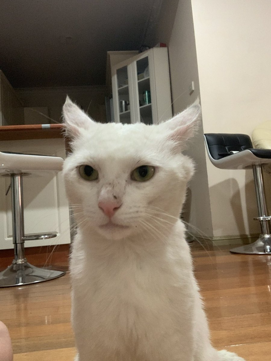 _sndrale's tweet photo. Hi guys, I lost my cat today around midday near 7/11, Fairfield/fairfield heights. He is a white cat, has a scab/scar on his nose and scab on one of his leg. Goes by Casper. 1-2 years old, male, desexed and is microchipped. Please let me know if u have any information. Thank u https://t.co/3v6MZUwbR5