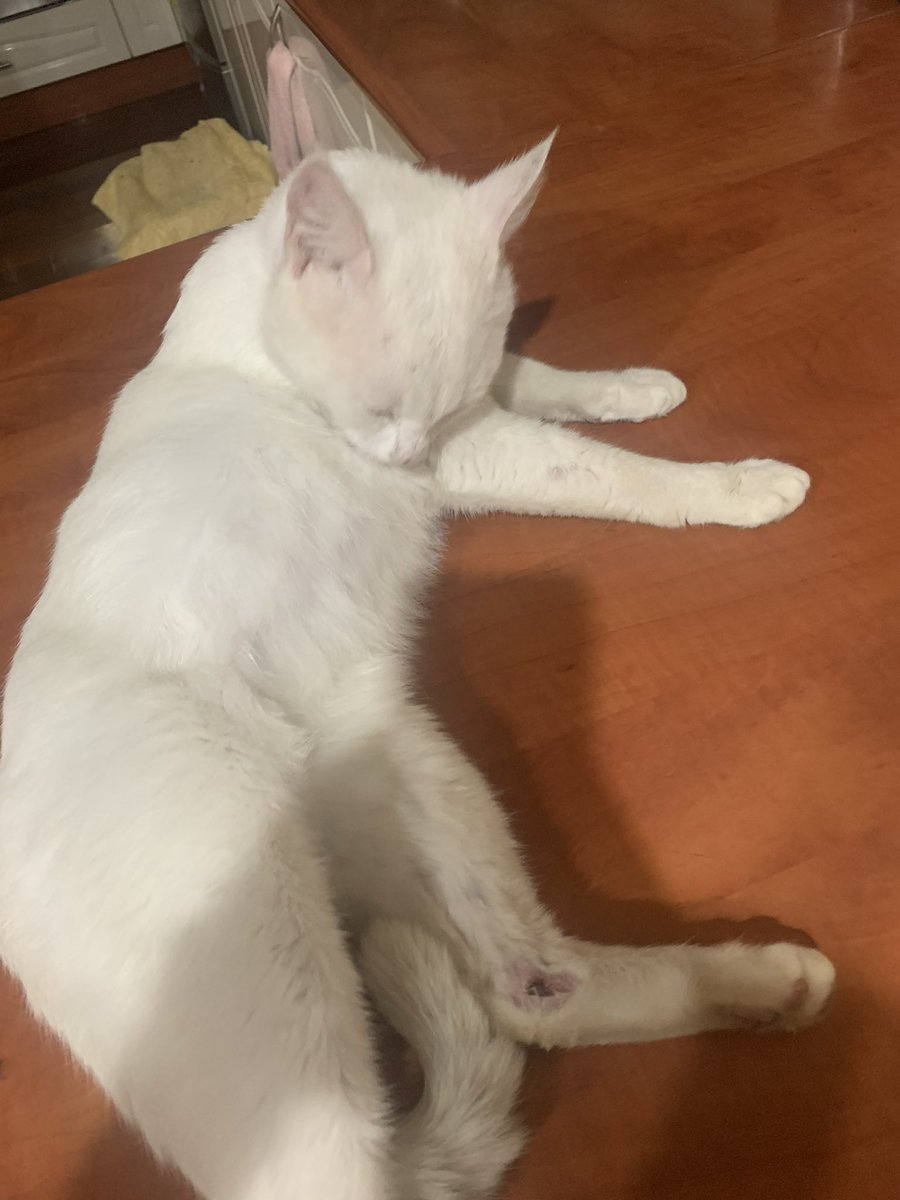_sndrale's tweet photo. Hi guys, I lost my cat today around midday near 7/11, Fairfield/fairfield heights. He is a white cat, has a scab/scar on his nose and scab on one of his leg. Goes by Casper. 1-2 years old, male, desexed and is microchipped. Please let me know if u have any information. Thank u https://t.co/3v6MZUwbR5