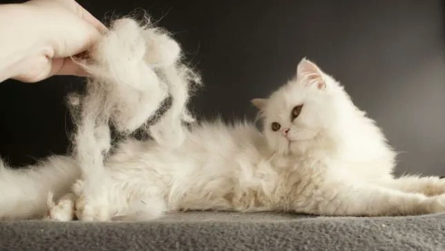 laundrovan's tweet photo. FUR: Use anti-static spray to loosen hair and remove with brush/roller. Low heat with micro fiber cloths. Damp dishwasher gloves; pulls hair off; rinse repeat. Vinegar in rinse; releases hair from clothes #hack #tip #laundrytip #laundry #laundrovan #washdryfold #ColoradoSprings https://t.co/WPXvaMAxai