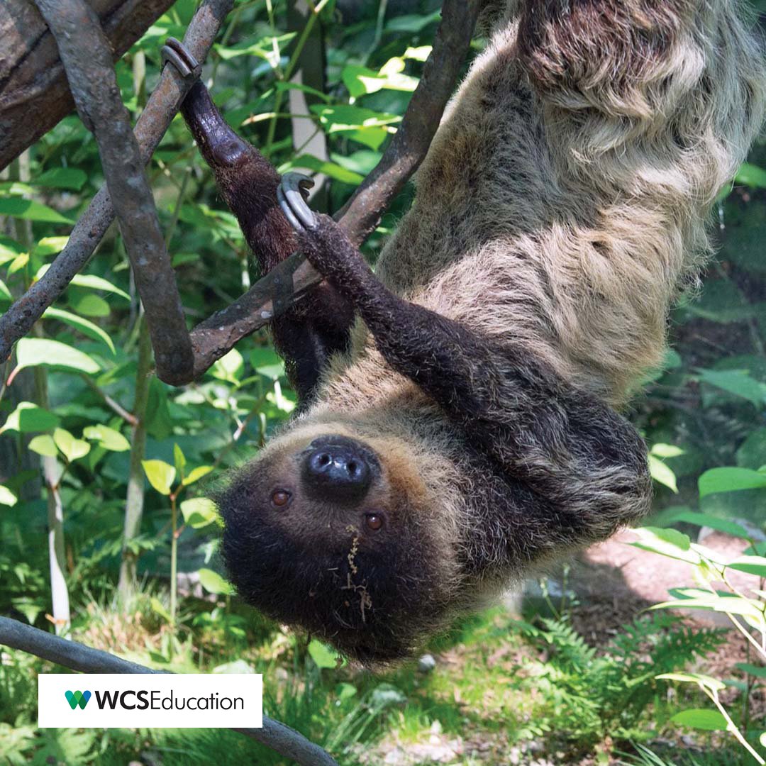 wcseducation's tweet photo. Wildlife Wednesday: Did you know that Sloths spend 15-20 hours a day sleeping?
​
​#wcseducation #sloth #slothfacts #animalfact #animaltrivia #animalfacts #slothlife #slothfact #cuteanimals #didyouknow #wildlifewednesday https://t.co/PE8sNvo6Ch