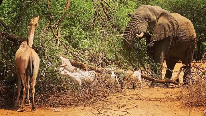 Seasons have changed, rain pattern now unpredictable, this should be our next focus going forward, sustainable ways to tackle climate change.
Are we doing anything to cab climate change? Are we creating any awareness to the people  , What is the way forward for the the Nomadic.