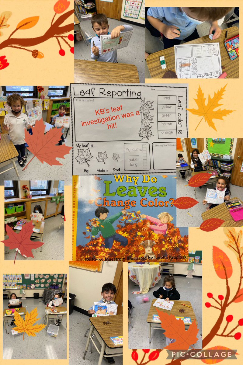 Kindergarten completed leaf investigations today by writing about them, measuring them using connecting cubes, and drawing what they looked like. 🍂🍁
