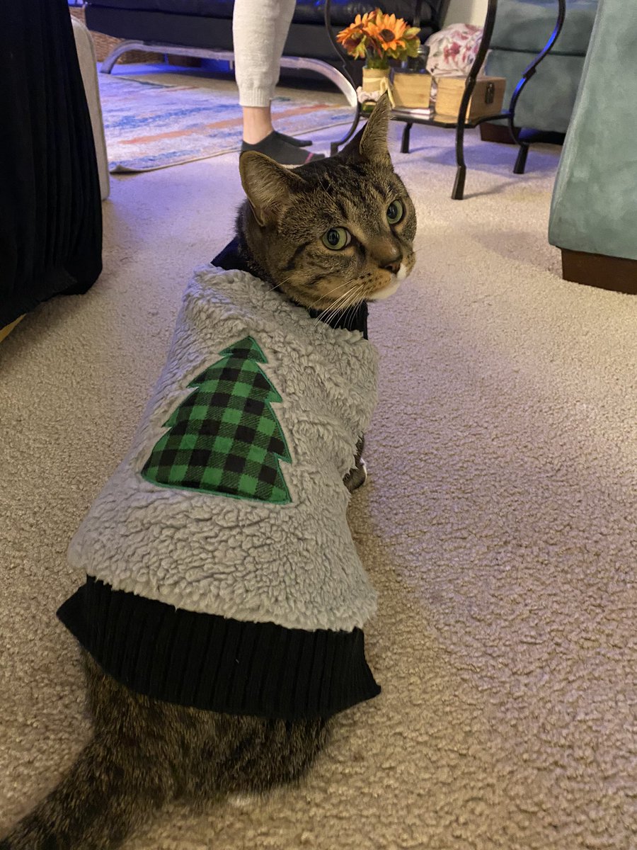 KaylaBarbera's tweet photo. i love cats so much https://t.co/bm3yFN1hPN