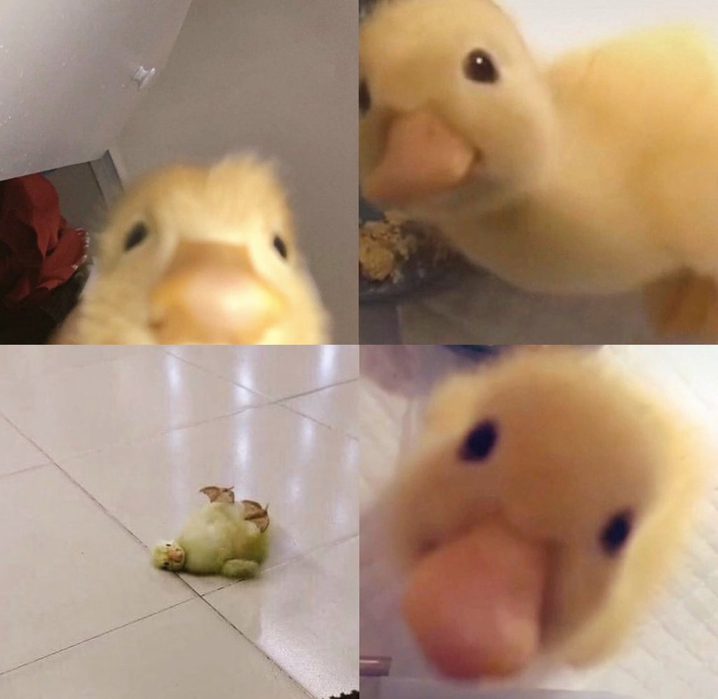 little jisu                         little duck