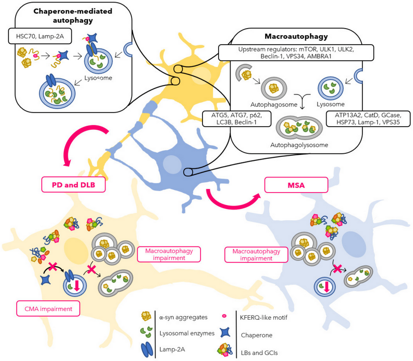 A review on #autophagy and #neurodegeneration: Autophagy in α-Synucleinopathies—An Overstrained System from Fellner et al.
<a href="/StemCellUibk/">Edenhofer lab</a> <a href="/Elisa_Gabassi/">Elisa Gabassi</a> 

Full text: mdpi.com/2073-4409/10/1…