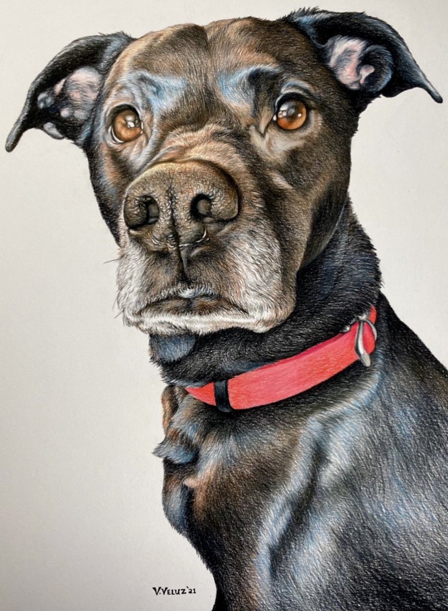 VictoriaVeluz's tweet photo. This is how I Finish My Drawings. 🙏🏼❤️  https://t.co/64hYke5cvo
.
.
.
#coloredpencil #drawingteacher #artistteacher #sketch #artwork #illustration #prismacolor #artistsoninstagram #drawingtutorial #sketchbook #pencildrawing #coloredpencils #pencil #howtodrawdogs #traditionalart https://t.co/dTEk4CDD5r