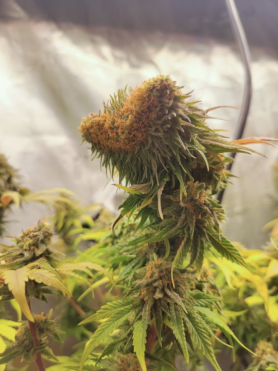 BroodXGenetics's tweet photo. Oscar the Grouch stopped by the tent today... https://t.co/PVhkCgfBFF