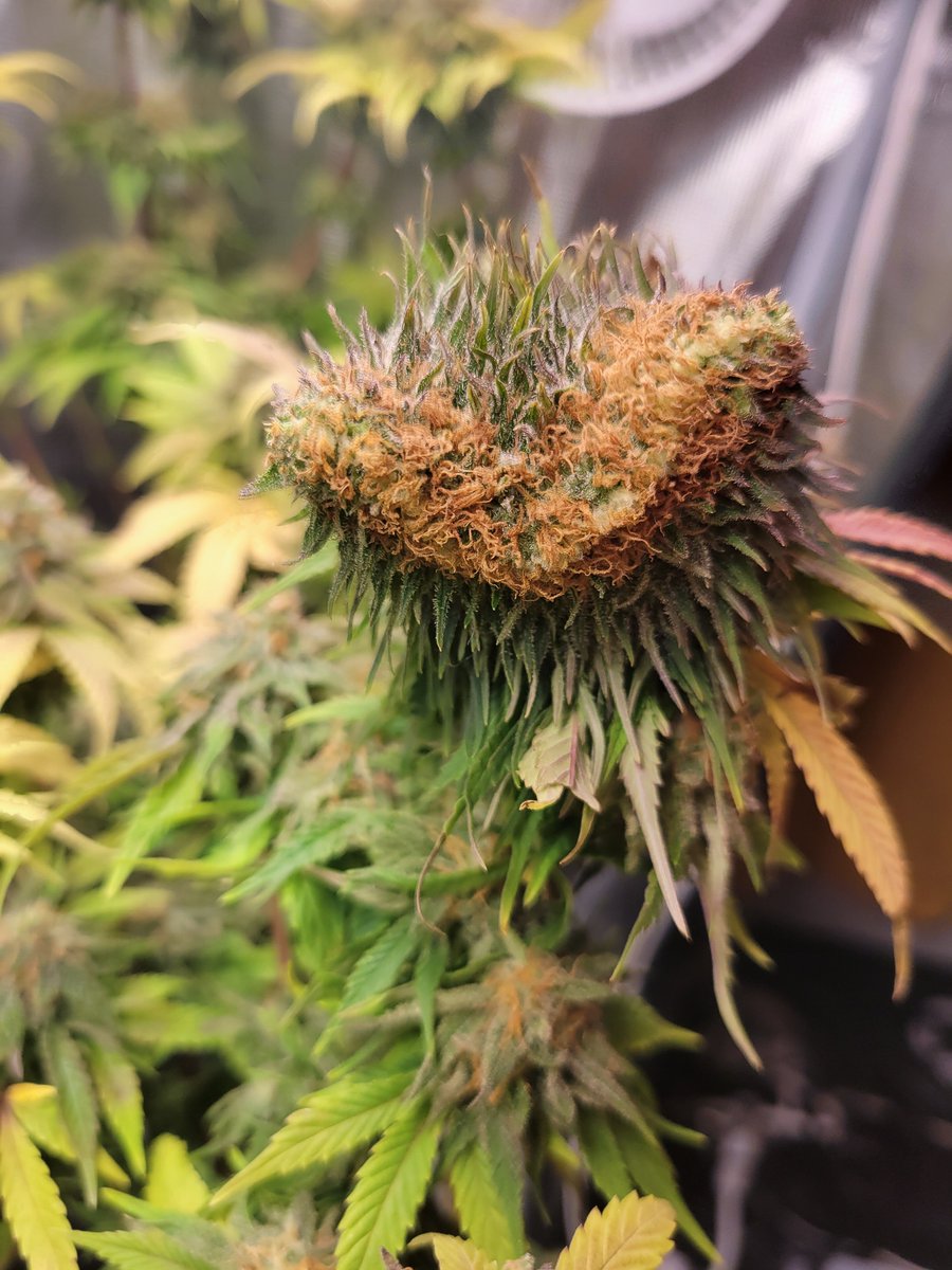 BroodXGenetics's tweet photo. Oscar the Grouch stopped by the tent today... https://t.co/PVhkCgfBFF