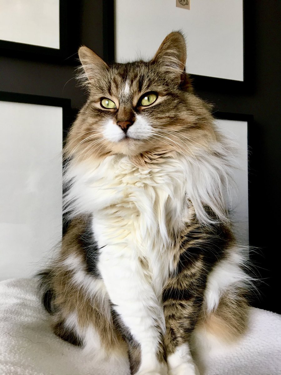 KevinBellefonta's tweet photo. @thekittenwinksy This is Lola aka The Love Button https://t.co/cOiDEzA63f